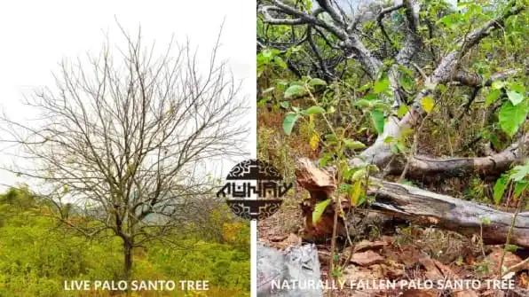palo Santo taiwan