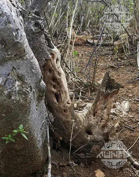 Sustainable Palo Santo harvesting in Peru - Workers collecting naturally fallen Bursera Graveolens trees