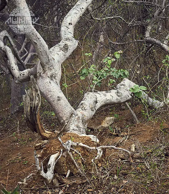 Premium Palo Santo wood showcase - Displaying the rich color and texture of our high-quality Bursera Graveolens