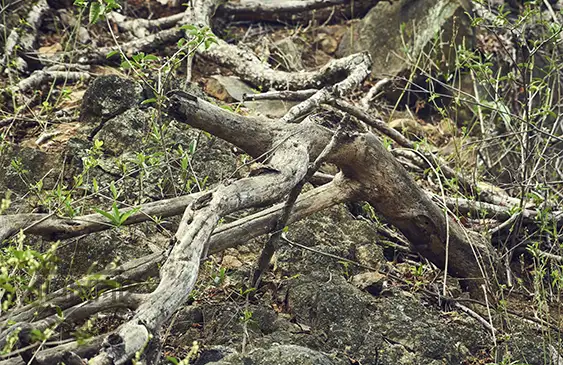 Authentic Palo Santo wood verification - Quality control process for genuine Bursera Graveolens