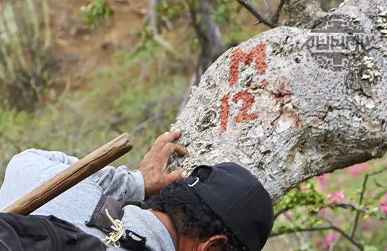 Ethical Palo Santo sourcing - Fair trade practices with local communities