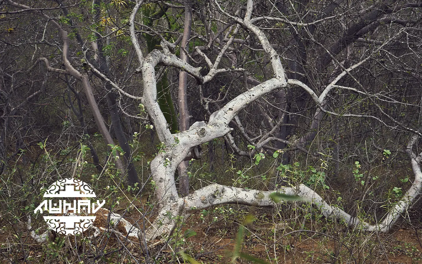 Premium Palo Santo (Bursera graveolens)