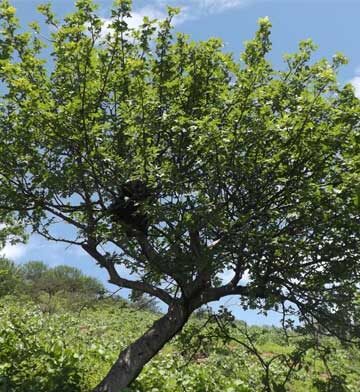 Дерево пала. Bursera graveolens. Bursera graveolens дерево. Пало Санто дерево. Паоло Санто дерево.
